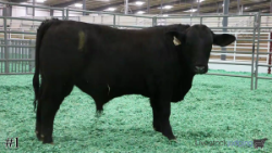 Bull #1