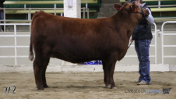 Heifer #2