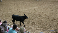 Steer #1