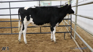 Class #1 Holstein Heifers thumbnail