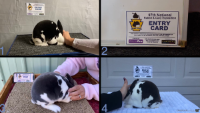 All Animals