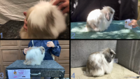 All Animals