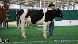 Class #1 Holstein Heifers thumbnail