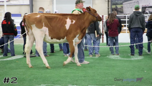 Class #2 Holstein Heifers thumbnail