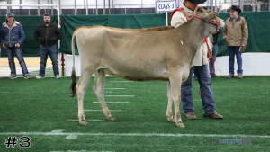 Class #3 Jersey Heifers thumbnail