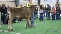 Heifer#1