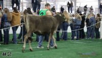 Heifer#2