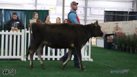 Heifer#3