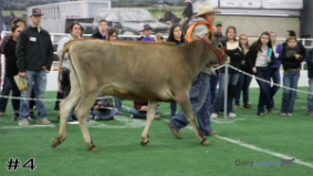 SA Dairy #4
