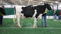 Cow#1