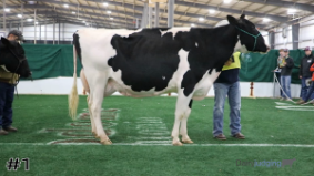 SA Dairy #5