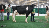 Cow#2