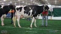 Cow#3