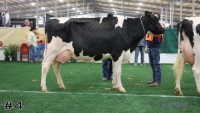 Cow#4