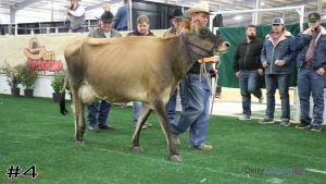 Class #6 Jersey Cows thumbnail