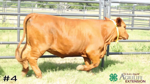 Class #3 Breeding Heifers thumbnail