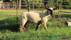 Class #8 Breeding Ewes thumbnail