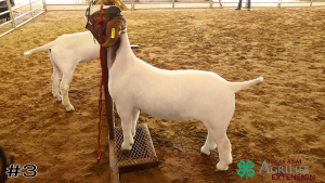 Class #4 Market Goats thumbnail