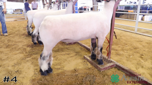 Class #7 Market Lambs thumbnail