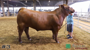 Class #1 Market Steers thumbnail