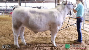Class #2 Market Steers thumbnail