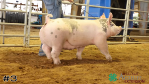 Class #5 Breeding Gilts thumbnail