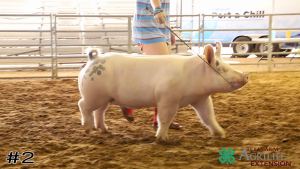 Class #6 Market Swine thumbnail