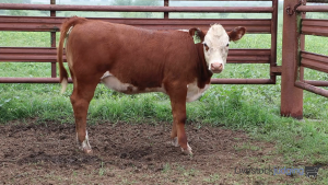 Class #10 Breeding Heifers thumbnail