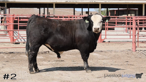 Class #1 Bulls thumbnail