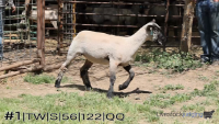 Ewe#1
