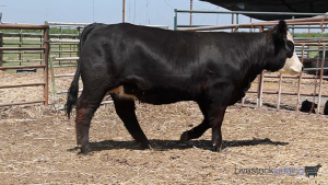 Class #1 Breeding Heifers thumbnail