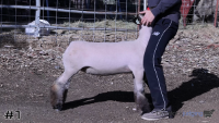 Ewe#1