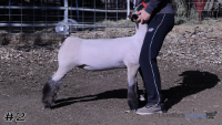 Ewe#2