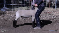 Ewe#3