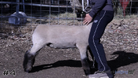 Ewe#4
