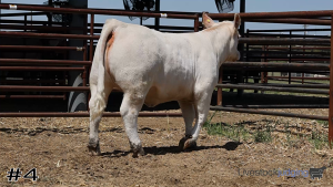 Class #7 Breeding Heifers thumbnail