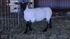 Class #8 Breeding Ewes thumbnail