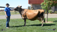 Cow#1