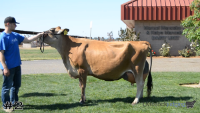 Cow#2