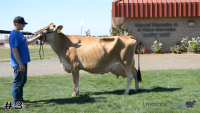 Cow#3