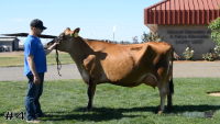 Cow#4