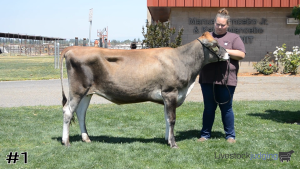 Class #5 Jersey Heifers thumbnail