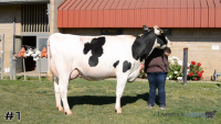 Cow#1