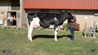 Cow#2
