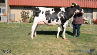 Cow#3