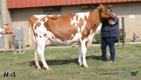Cow#4
