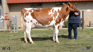 Class #6 Holstein Cows thumbnail