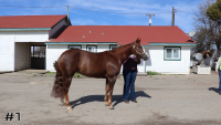 Horse#1