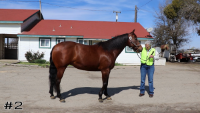 Horse#2