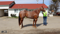 Horse#3